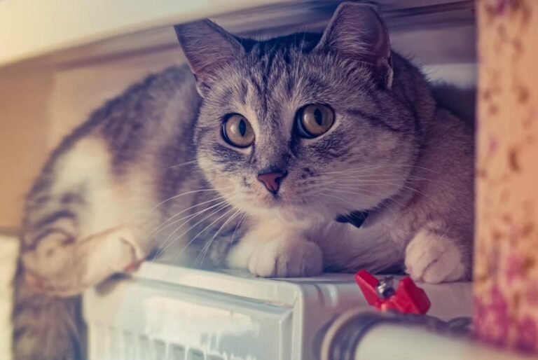 у-раді-розповіли-скільки-часу-потрібно-для-відновлення-опале-207c1ae8