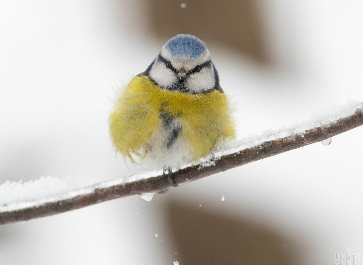 метеорологиня-повідомила-чи-варто-чекати-на-швидке-потеплінн-5fb5c208